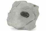 Calymene Niagarensis Trilobite Fossil - New York #232089-1
